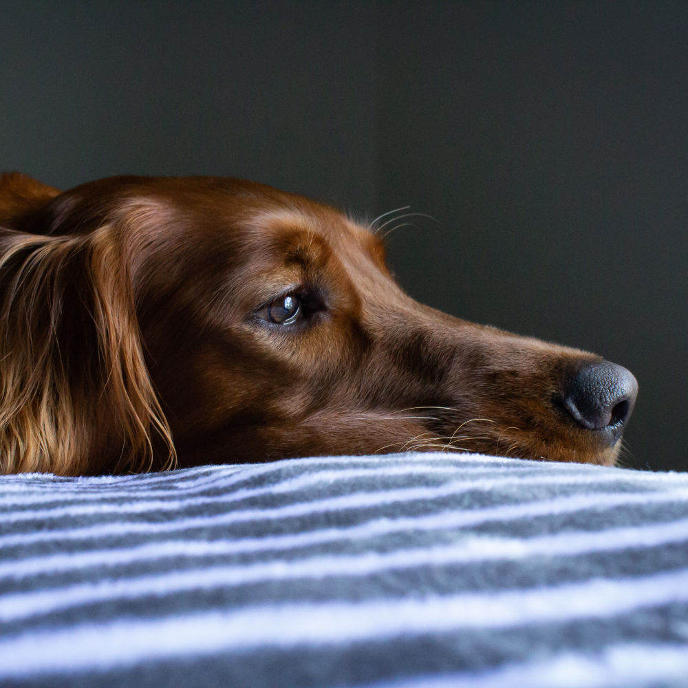 Nordheld Erkrankte Hunde – Hund liegt auf Decke