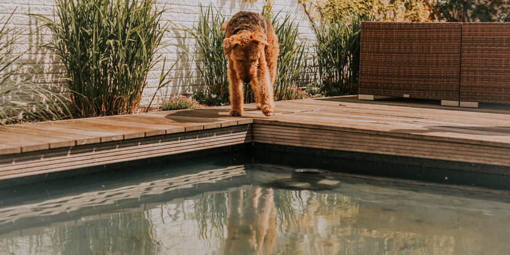 Nordheld Jobs – Hund am Pool