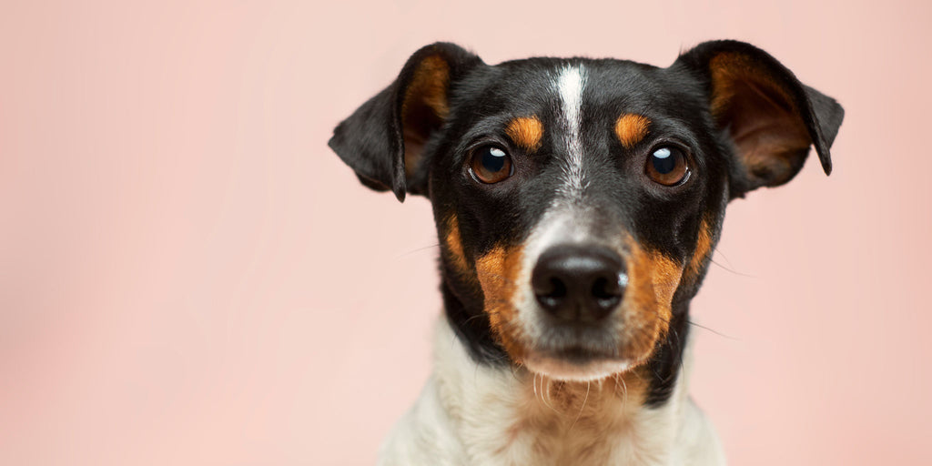 Nordheld Hund in Beratung
