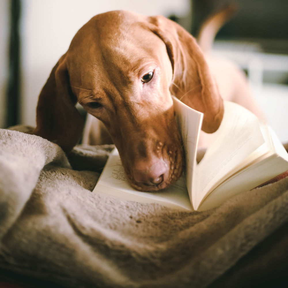 Nordheld Blog Wissen – Hund liest in Buch